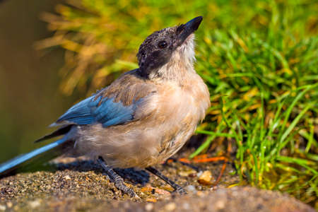 Azure winged Magpie, Cyanopica cooki, Forest Pond, Mediterranean Forest, Castile and Leon, Spain, Europeの写真素材