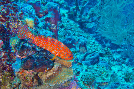 Coral Grouper, Coral Rock Cod, Cephalopholis miniata, Coral Reef, North Ari Atoll, Maldives, Indian Ocean, Asiaの写真素材