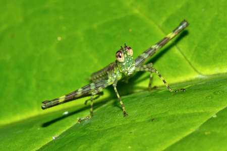 Tropical Grasshopper, Tropical Rainforest, Costa Rica, Central America, America