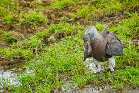 Gray-headed Fish Eagle, Ichthyophaga ichthyaetus, Udawalawe National Park, Sri Lanka, Asia