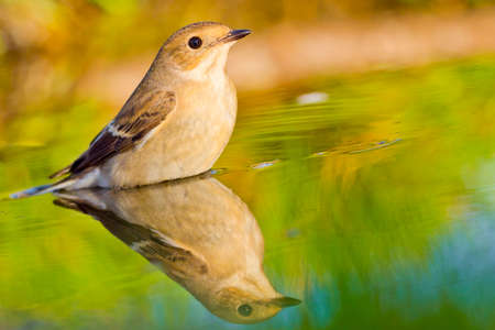 Pied Flycatcher, Ficedula hypoleuca, Forest Pond, Mediterranean Forest, Castile and Leon, Spain, Europeの写真素材
