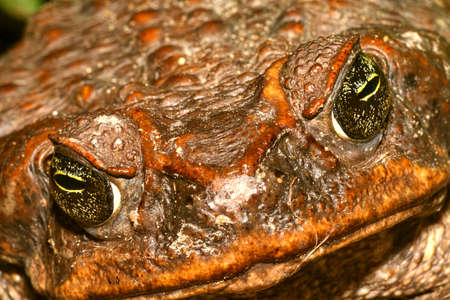 Tropical Toad, Rainforest, Napo River Basin, Amazonia, Ecuador, America
