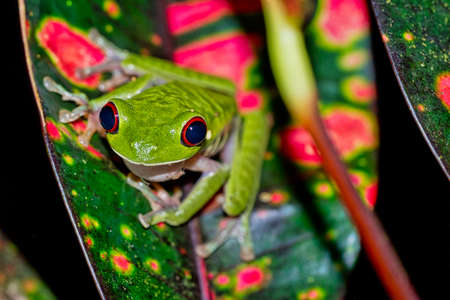 Red-eyed Tree Frog, Agalychnis callidryas, Tropical Rainforest, Corcovado National Park, Osa...