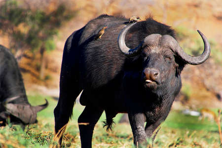 Buffalo, Syncerus caffer, Chobe River, Chobe National Park, Botswana, Africa