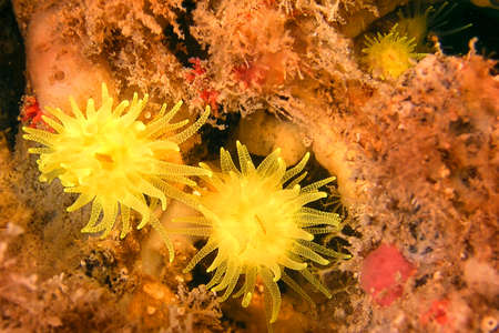 Sunset Cup Coral, Leptopsammia pruvoti, Cabo Cope-Puntas del Calnegre Natural Park, Mediterranean...