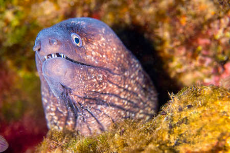 Mediterranean Moray, Muraena helena, Cabo Cope-Puntas del Calnegre Natural Park, Mediterranean Sea, Murcia, Spain, Europeの写真素材