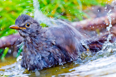 Blackbird, Turdus merula, Forest Pond, Mediterranean Forest, Castile and Leon, Spain, Europeの写真素材