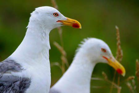 Yellow-legged Gull, Larus michahellis, Atlantic Islands of Galicia National Park, CÃ­es Islands,...