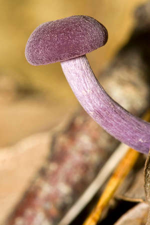 Wild Mushroom, Guadarrama National Park, Segovia, Castile and LeÃ³n, Spain, Europeの写真素材
