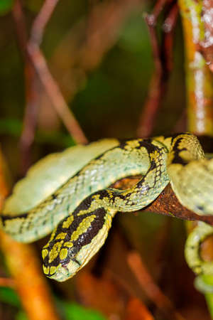 Sri Lankan Green Pit Viper, Trimeresurus trigonocephalus, Sinharaja National Park Rain Forest, World Heritage Site, UNESCO, Biosphere Reserve, National Wilderness Area, Sri Lanka, Asiaのeditorial素材