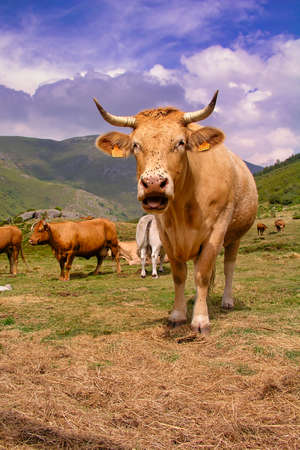 Free Cow, Ancares Leoneses Biosphere Reserve, Leon Province, Castile Leon, Spain, Europeの写真素材