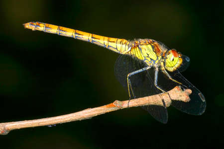 Dragonfly, Guadarrama National Park, Segovia, Castile and Leon, Spain, Europeの写真素材