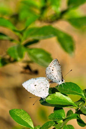 Gossamer-winged Butterfly, Lycaenid Butterfly, Royal Bardia National Park, Bardiya National Park, Nepal, Asiaの写真素材