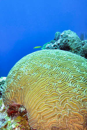 Brain coral, Coral Reef, Caribbean Sea, Isla de la Juventud, Cuba, America