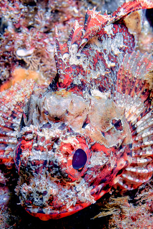 Black Scorpionfish, Scorpaena porcus, Cabo Cope-Puntas del Calnegre Natural Park, Mediterranean Sea, Murcia, Spain, Europeの写真素材