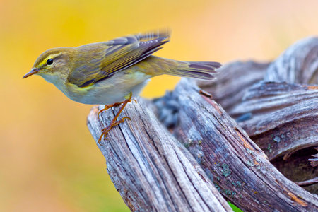 Willow Warbler, Phylloscopus trochilus, Mediterranean Forest, Castile and Leon, Spain, Europe