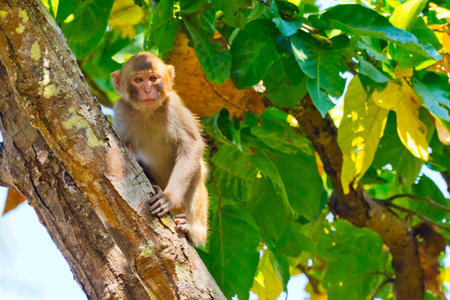 Rhesus Macaque, Macaca mulatta, Royal Bardia National Park, Bardiya National Park, Nepal, Asia