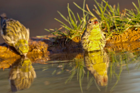 Serin, Serinus serinus, Forest Pond, Spanish Forest, Castile and Leon, Spain, Europeの写真素材