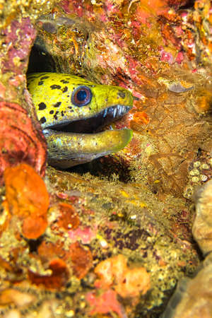 Spot-face Moray, Gymnothorax fimbriatus, Lembeh, North Sulawesi, Indonesia, Asia
