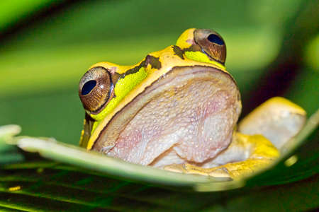New Granada Cross-banded Tree Frog, Smilisca phaeota, Tropical Rainforest, Corcovado National Park,...
