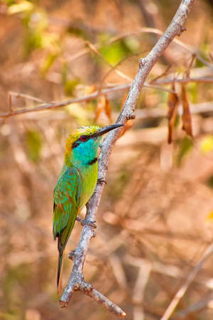 Green bee-eater, Merops orientalis, Udawalawe National Park, Sri Lanka, Asia