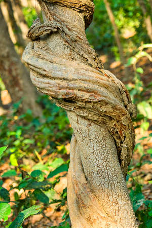 Sal Forest, Royal Bardia National Park, Bardiya National Park, Nepal, Asiaの写真素材