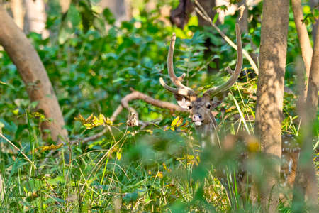 Spotted Deer, Cheetal, Axis Axis, Axis Deer, Royal Bardia National Park, Bardiya National Park,...