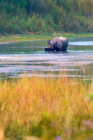 Greater One-horned Rhinoceros, Indian Rhinoceros, Asian Rhino, Rhinoceros unicornis, Wetlands, Royal Bardia National Park, Bardiya National Park, Nepal, Asiaの写真素材