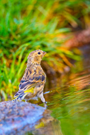 Serin, Serinus serinus, Forest Pond, Mediterranean Forest, Castile and Leon, Spain, Europe