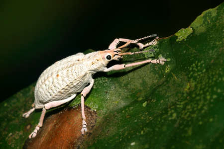 Albino Weevil, Beetle, Curculionidae, Tropical Rainforest, Napo River Basin, Amazonia, Ecuador, Americaの写真素材