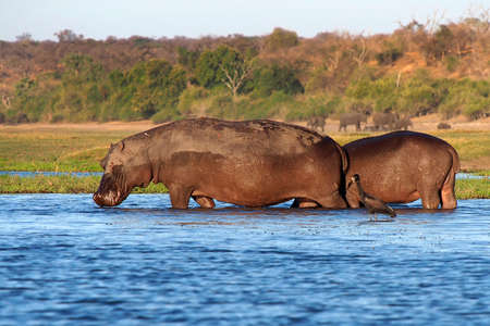 Hippopotamus, Hippopotamus amphibius, Chobe River, Chobe National Park, Botswana, Africaの写真素材