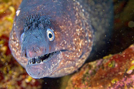 Mediterranean Moray, Muraena helena, Cabo Cope-Puntas del Calnegre Natural Park, Mediterranean Sea,...