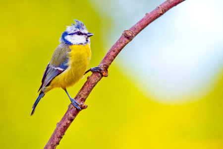Blue Tit, Parus caeruleus, Mediterranean Forest, Castile and Leon, Spain, Europe