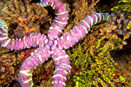 Sea Star, Warty Sea Star, Echinaster callosus, Lembeh, North Sulawesi, Indonesia, Asia