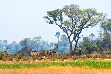 Zebras, Equus quagga, Okavango Wetlands, Okavango Delta, Botswana, Africaの写真素材