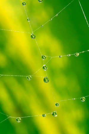 Water Drops in Spider Web, Tropical Rainforest, Marino Ballena National Park, Uvita de Osa, Puntarenas, Costa Rica, Central America, Americaの写真素材