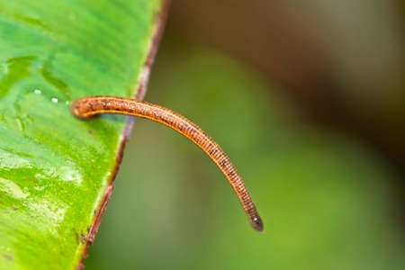 Leech, Sinharaja National Park Rain Forest, Sinharaja Forest Reserve, Biosphere Reserve, National Wilderness Area, Sri Lanka, Asiaの写真素材