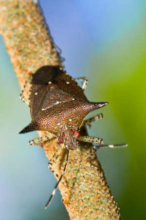 Shield Bug, Chust Bug, Heteroptera, Hemiptera, Tropical Rainforest, Costa Rica, Central America,...