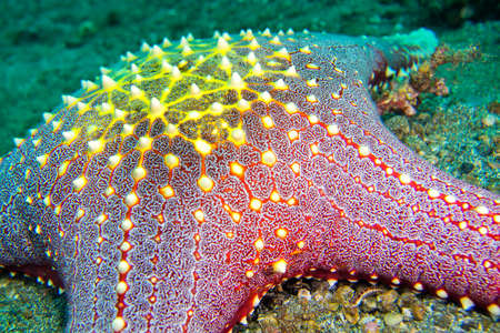 Sea Star, Red tubercled Sea Star, Pentaceraster sp., Lembeh, North Sulawesi, Indonesia, Asiaの写真素材