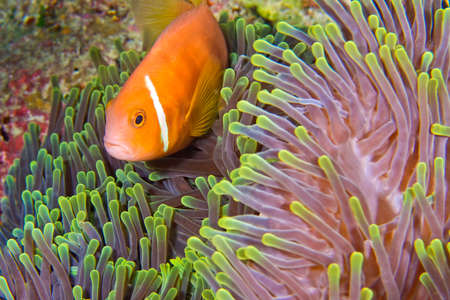 Blackfinned Anemonefish, Amphiprion nigripes, Magnificent Sea Anemone, Heteractis magnifica, Coral Reef, South Ari Atoll, Maldives, Indian Ocean, Asiaの写真素材