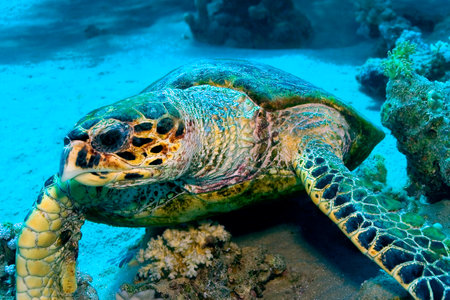 Green Turtle, Chelonia mydas, Coral Reef, Red Sea, Egypt, Africaの写真素材