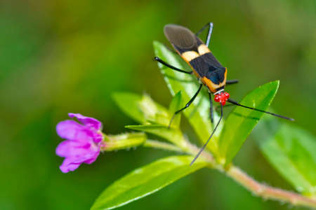 Shield Bug, Chust Bug, Heteroptera, Hemiptera, Tropical Rainforest, Corcovado National Park, Osa...