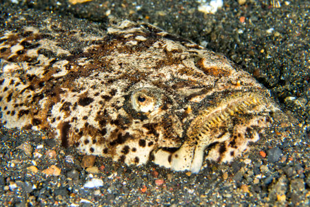 Marbled Stargazer, Uranoscopus bicinctus, Lembeh, North Sulawesi, Indonesia, Asia