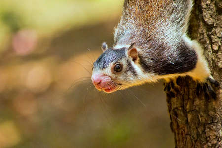 Grizzled Giant Squirrel, Ratufa macroura, Udawalawe National Park, Sri Lanka, Asiaの写真素材