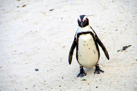 African Penguin, Spheniscus demersus, Boulders Penguin Colony, Table Mountain National Park, Cape Town, South Africa, Africaの写真素材