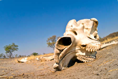 Elephant skeleton, Loxodonta africana, Chobe National Park, Botswana, Africaの写真素材