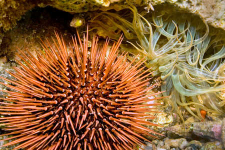 Common Sea Urchin, Paracentrotus lividus, Cabo Cope Puntas del Calnegre Natural Park, Mediterranean Sea, Murcia, Spain, Europeの写真素材