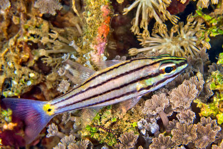Toothy Cardinalfish, Cheilodipterus isostigma, Lembeh, North Sulawesi, Indonesia, Asiaの写真素材