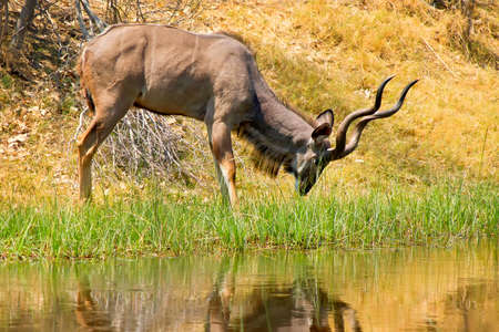 Kudu, Tragelaphus strepsiceros, Chobe National Park, Botswana, Africaの写真素材