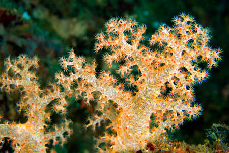 Multi-branched trees, Soft Coral, Coral Reef, Lembeh, North Sulawesi, Indonesia, Asia